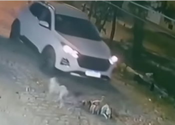 Instituto Ampara registra Boletim de Ocorrência após atropelamento de cães em Mossoró