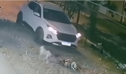 Instituto Ampara registra Boletim de Ocorrência após atropelamento de cães em Mossoró