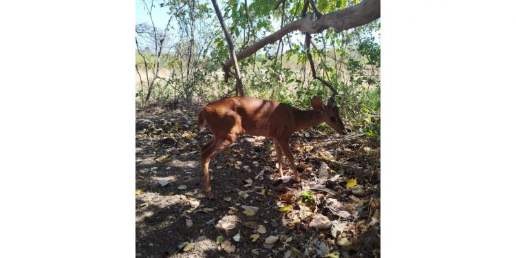 Veado resgatado em Mossoró é devolvido à natureza após cirurgia