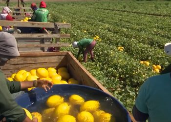 RN mantém liderança na produção nacional de melão e registra crescimento de 36,7% em 2023
