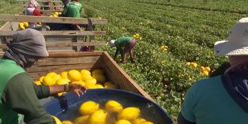 RN mantém liderança na produção nacional de melão e registra crescimento de 36,7% em 2023