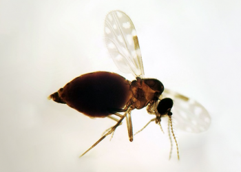 Secretaria de Saúde confirma primeiro caso de febre do oropouche no Rio Grande do Norte