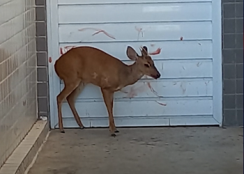 Veado catingueiro é resgatado pelo Corpo de Bombeiros em Mossoró