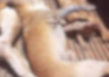 Ataque de abelhas mata quatro cães na Zona Rural de Mossoró; “Perdi meus animais”, lamenta tutor