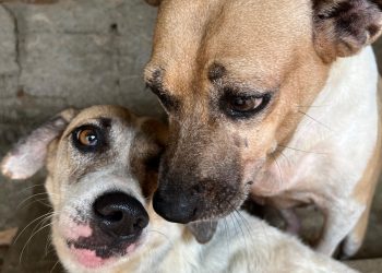 Instituto Ampara pede ajuda para continuar funcionando