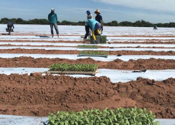 Neoenergia Cosern alerta clientes irrigantes e aquicultores sobre prazo para Revisão Cadastral 2024