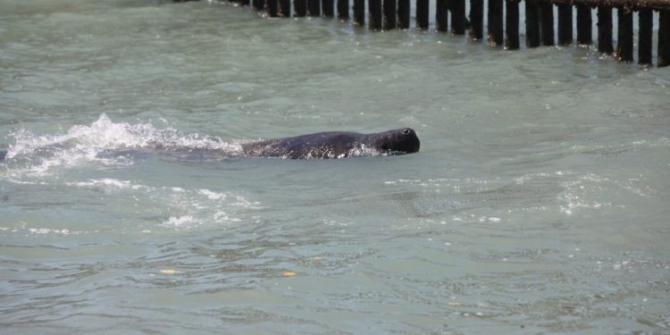 Projeto Cetáceos da Costa Branca realiza soltura de mais um peixe-boi