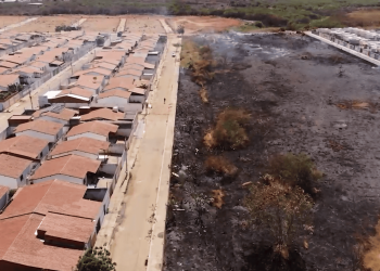 Moradora resgata cães durante incêndio no Bosque dos Pássaros: “Uma cachorrinha chegou a desmaiar”