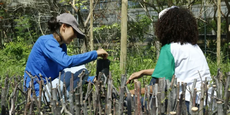 Campanha Natal Sustentável troca brinquedos por mudas para arborização escolar em Mossoró