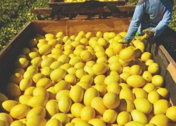 Melão de Mossoró será destaque em evento internacional em São Paulo