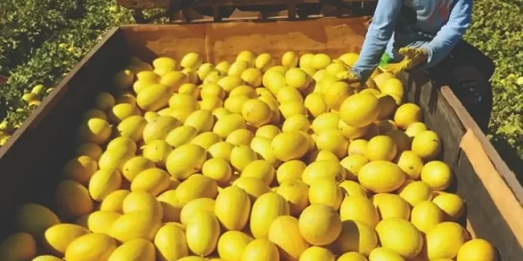 Melão de Mossoró será destaque em evento internacional em São Paulo