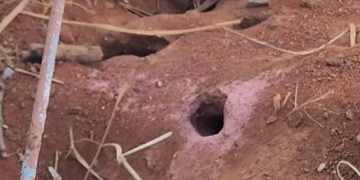 Formigueiros causam preocupação no Cemitério São Sebastião