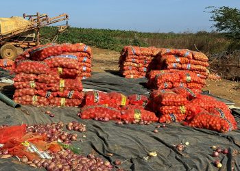 Produtores de cebola em Baraúna sofrem com queda de preços na safra