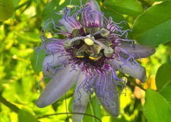 Nova espécie de maracujá-do-mato é descoberta no Rio Grande do Norte