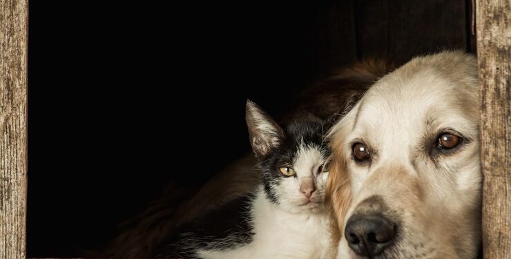 RN sanciona lei que proíbe eliminação de cães e gatos, reforçando proteção animal