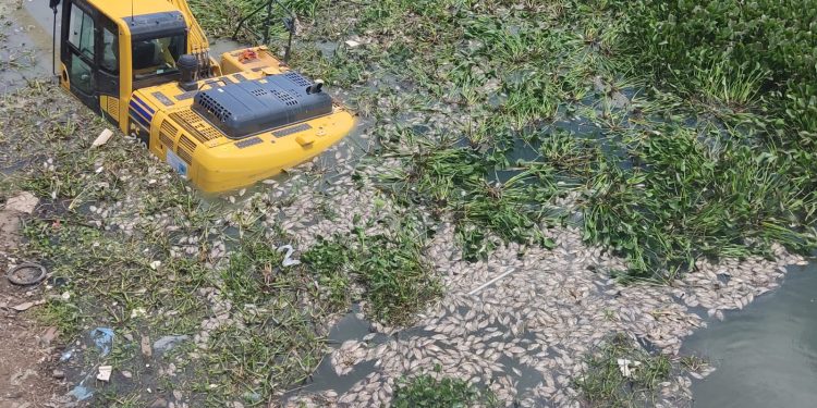 Peixes mortos em barragem causam transtorno no bairro Barrocas