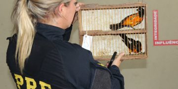 PRF e Ibama realizam Operação Mercatio em Natal