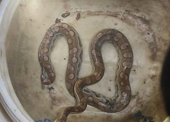 Bombeiros capturam jiboia no bairro Paredões em Mossoró