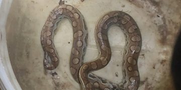 Bombeiros capturam jiboia no bairro Paredões em Mossoró