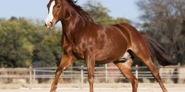 Metade de um cavalo é comprado por R$ 80 milhões por advogado de Natal