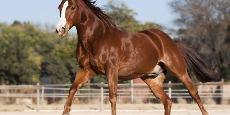 Metade de um cavalo é comprado por R$ 80 milhões por advogado de Natal