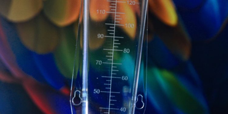 Acumulado de chuvas em janeiro ultrapassa o esperado em Mossoró, aponta Secretaria de Agricultura