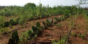 Agricultores de Mossoró recebem 12 mil raquetes de palma forrageira para cultivo no semiárido