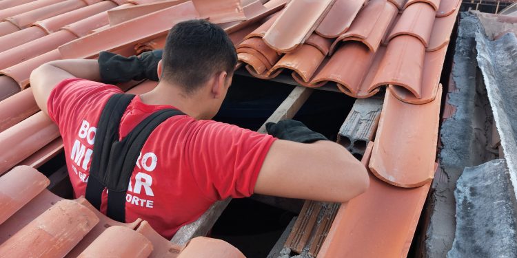 Bombeiros resgatam gata e quatro filhotes do teto de residência em Assú