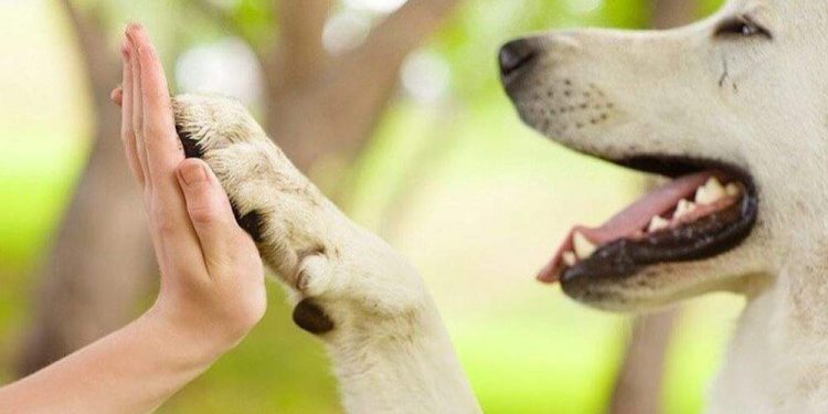 AL/RN aprova projeto que garante direito a pessoa com deficiência estar acompanhado de pet