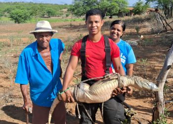 Corpo de Bombeiros realiza resgate de jacaré em Santa Cruz