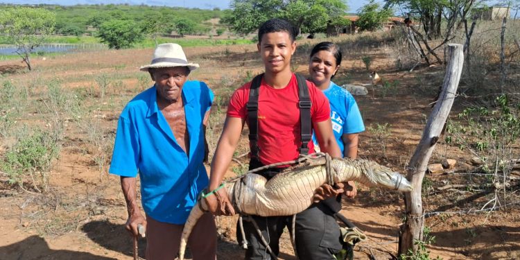 Corpo de Bombeiros realiza resgate de jacaré em Santa Cruz