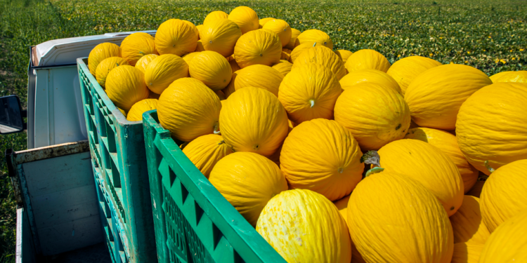 Combustíveis e frutas lideram listas de exportação e importação no RN