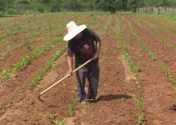 Dia de São José é celebrado com fé e esperança pelos agricultores