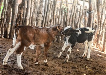 Nascem primeiros bezerros do projeto de inseminação artificial da Prefeitura de Mossoró