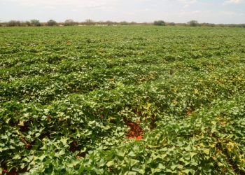 Agricultura fará mutirão de inscrição estadual para produtor rural em três comunidades