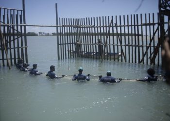 Projeto Cetáceos solta sexto peixe-boi na natureza