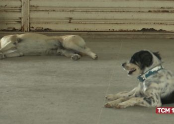 Uern adota medidas de convivência e controle de abandono de animais na instituição