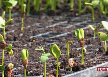 Ufersa está cultivando forrageiras arbóreas para alimentação animal