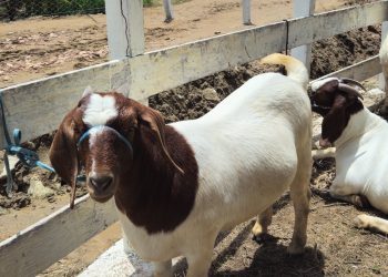 Rota da Ovinocultura avança para o RN e abrangerá as regiões Central e de Mossoró