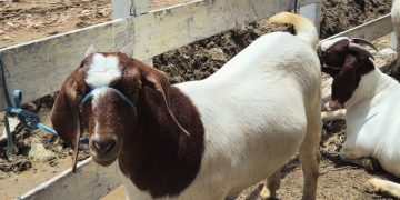 Rota da Ovinocultura avança para o RN e abrangerá as regiões Central e de Mossoró