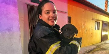 Filhote de cachorro é resgatado por bombeiros após incêndio residencial em Tibau