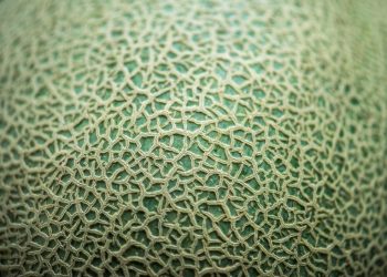 Workshop irá debater o mercado chinês para o melão brasileiro em Mossoró