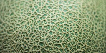 Workshop irá debater o mercado chinês para o melão brasileiro em Mossoró