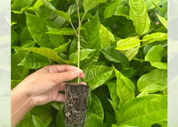 Ufersa lançará nacionalmente nova variedade de porta-enxerto de maracujazeiro