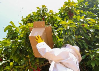 Corpo de Bombeiros atende seis ocorrências de enxames de abelha em Mossoró