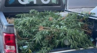 Polícia Militar prende suspeito e apreende plantação de maconha, arma de fogo e munições em Assú