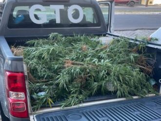 Polícia Militar prende suspeito e apreende plantação de maconha, arma de fogo e munições em Assú