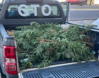 Polícia Militar prende suspeito e apreende plantação de maconha, arma de fogo e munições em Assú