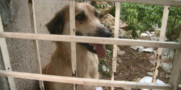 Cadela que era mantida presa sem comida e água é resgata por ONG