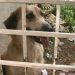 Cadela que era mantida presa sem comida e água é resgata por ONG